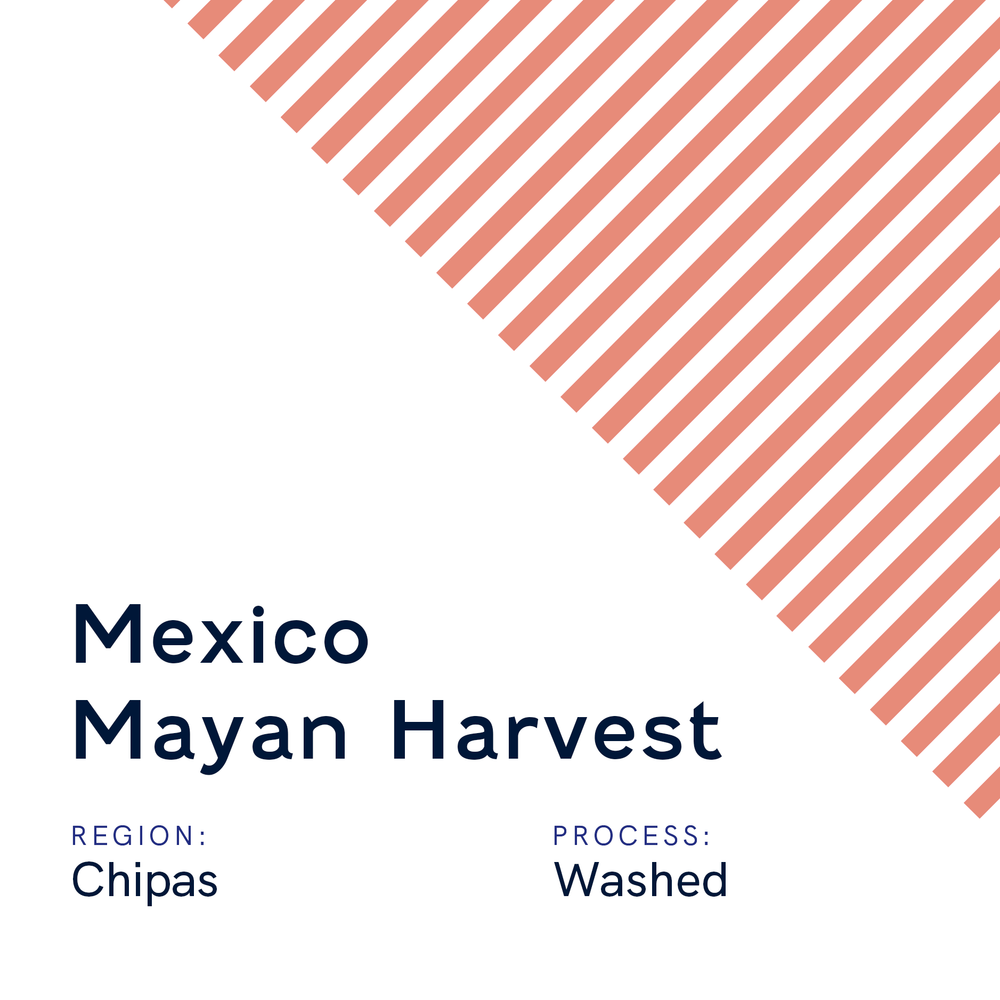 Mexico Mayan Harvest
