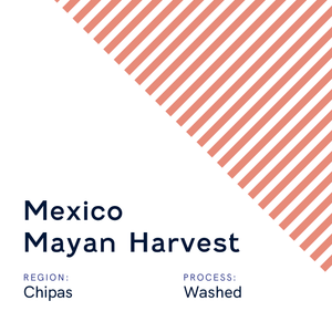 Mexico Mayan Harvest