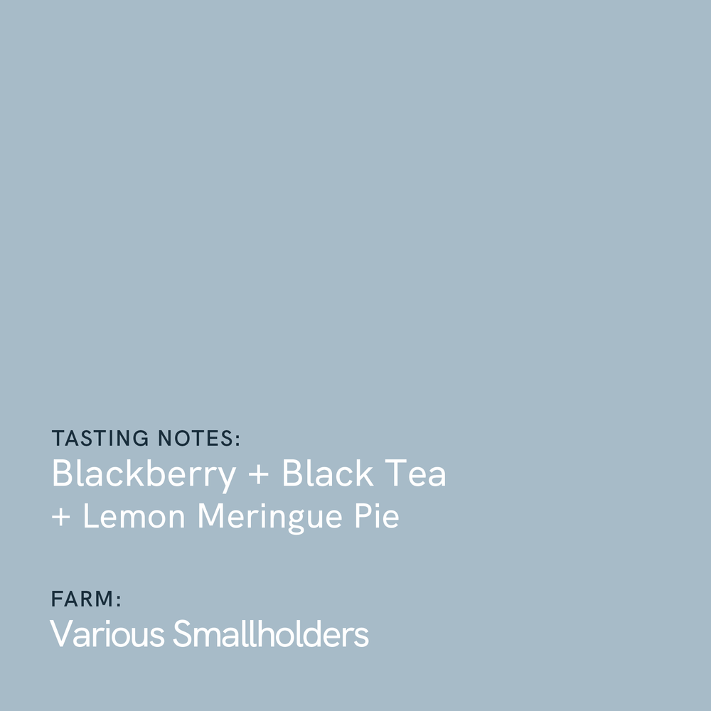 Kenya Nyeri Othaya Peaberry