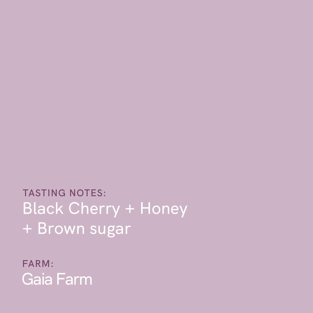 Tanzania Gaia Estate AA
